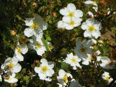 potentilla Abbotswood