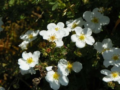 potentilla Abbotswood