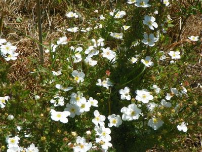 potentilla Abbotswood