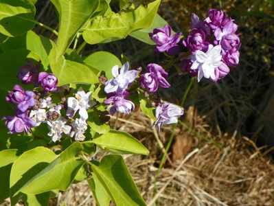 syringa Taras Bulba