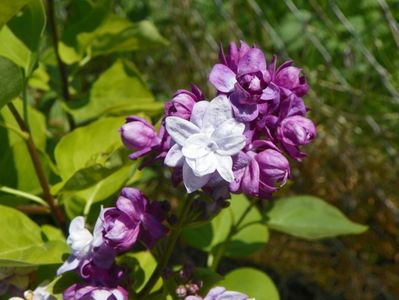 syringa Taras Bulba