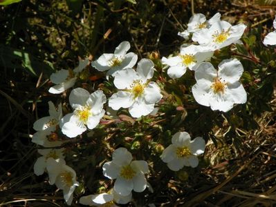 potentilla Abbotswood