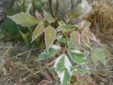 acer negundo Flamingo