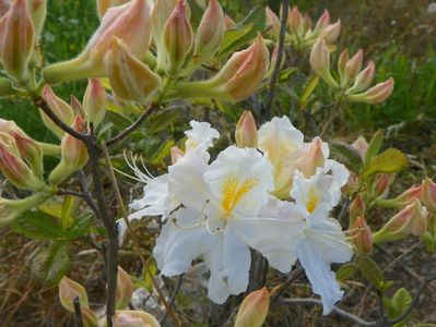 azalea Schneegold