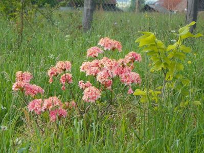 azalea Corneille