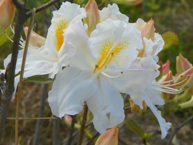 azalea Schneegold