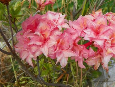 azalea Corneille