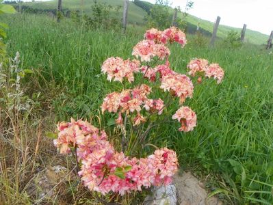 azalea Corneille