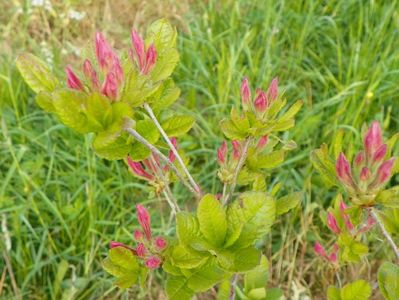 azalea Homebush se pregateste