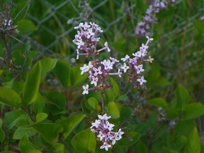 syringa Superba