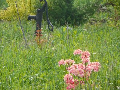 azalea Corneille