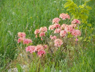 azalea Corneille