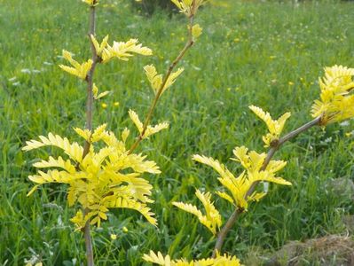 gleditsia triacanthos Sunburst