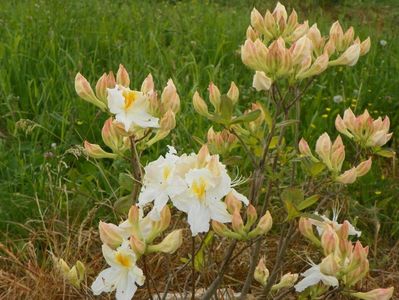 azalea Schneegold