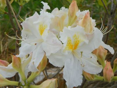 azalea Schneegold