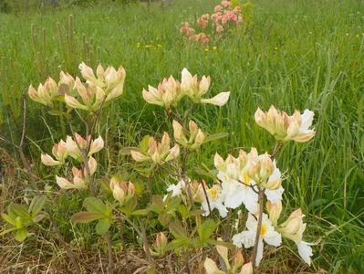 azalea Schneegold