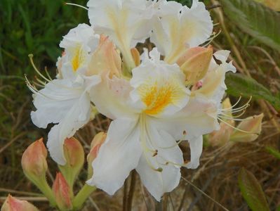 azalea Schneegold