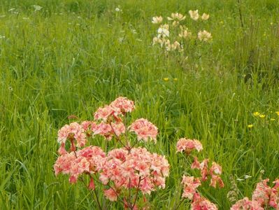 azalea Corneille