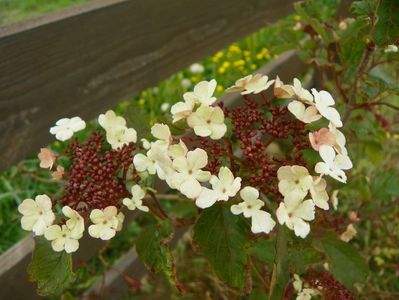 viburnum sarg. Onondaga