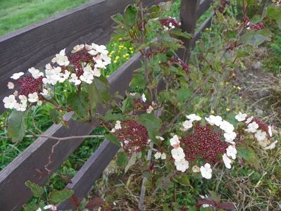 viburnum sarg. Onondaga