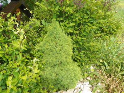 picea glauca conica