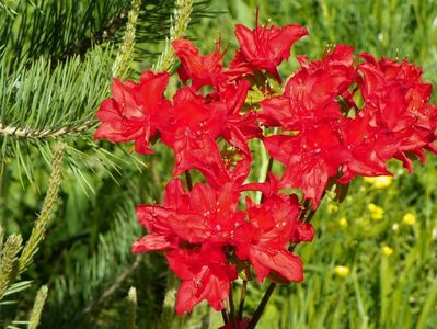 azalea Doloroso