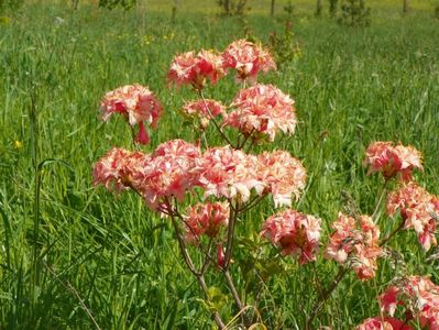 azalea Corneille