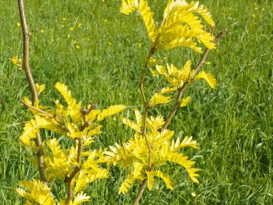 gleditsia triacanthos Sunburst