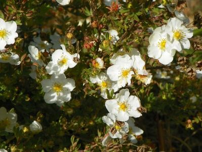 potentilla Abbotswood