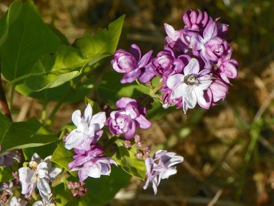 syringa Taras Bulba