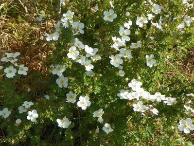 potentilla Abbotswood