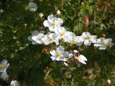 potentilla Abbotswood