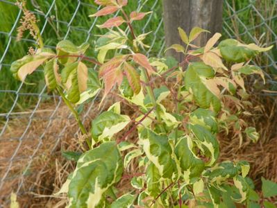 acer negundo Elegans