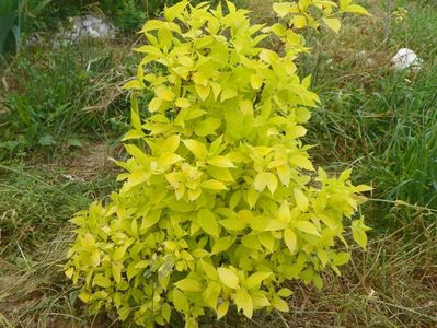 philadelphus aureus