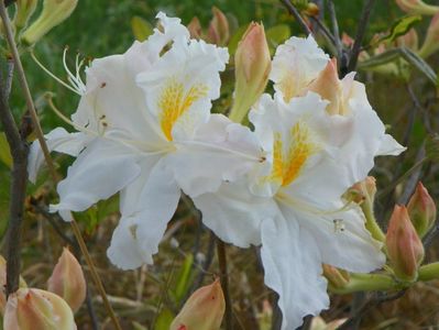 azalea Schneegold