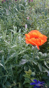 Papaver orientale Konigin Alexandra