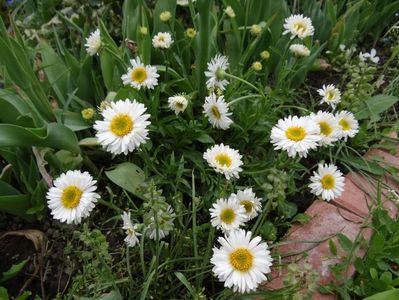 aster alpin white