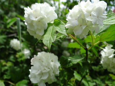 Boule de neige