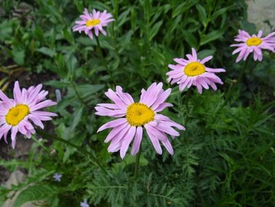 tanacetum robinson roseum