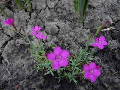 Dianthus_myrtinervius