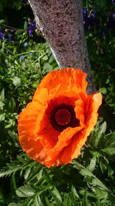 Papaver orientale Konigin Alexandra