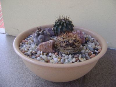 Grup de 3 cactusi; Acanthocalycium glaucum, Weingartia lanata, Pyrrhocactus floccosus (Eriosyce taltalensis v. floccosa)
