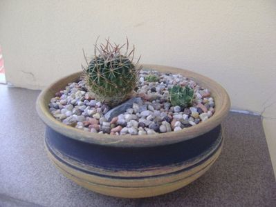 Grup de 3 Echinofossulocactus (Stenocactus); Echinofossulocactus lexarzai, Echinofossulocactus phyllacanthus v. violaciflorus, Echinofossulocactus coptonogonus
