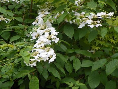 viburnum plic. Lanarth