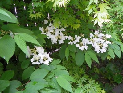 viburnum plic. Lanarth