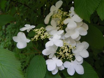 viburnum plic. Lanarth