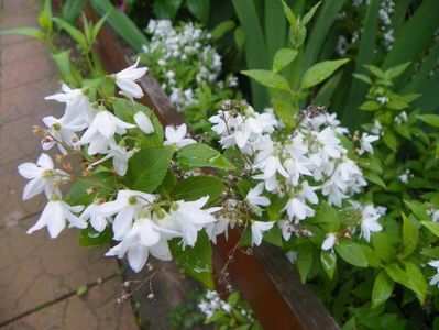 deutzia Nikko