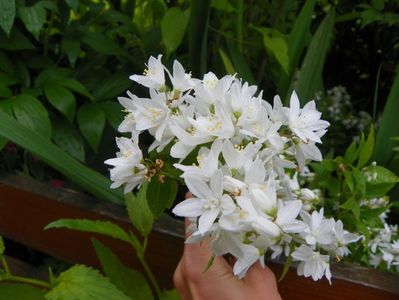 deutzia Nikko