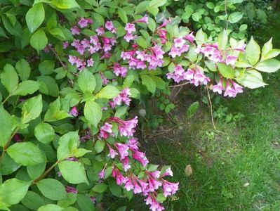 weigela Pink Princess