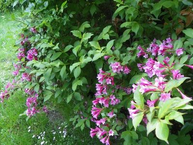 weigela Pink Princess